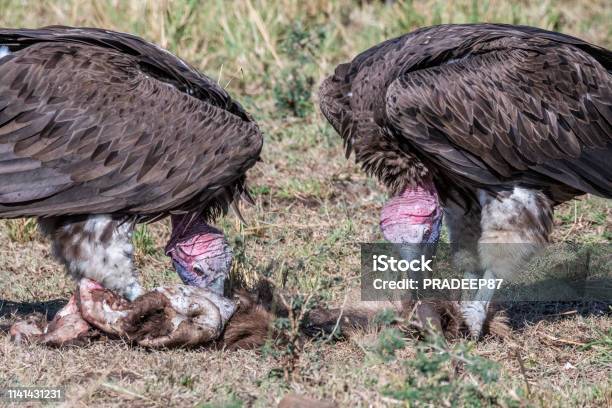 Two Big White Lappet Faced Vulture Feeding On Dead Animal Skin Maasai Mara  Stock Photo - Download Image Now - iStock