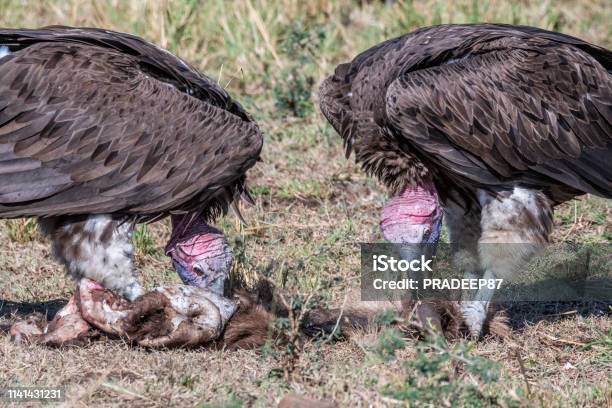 Two Big White Lappet Faced Vulture Feeding On Dead Animal Skin Maasai Mara Stock Photo - Download Image Now - iStock Two Big White Lappet Faced Vulture Feeding On Dead Animal Skin Maasai Mara Stock Photo - Download Image Now - iStock