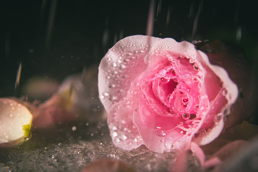 Rain falling on pink color rose