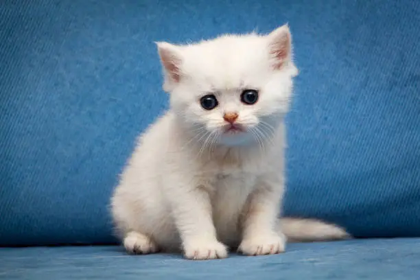 Sad white British kitten sitting on a blue couch and looking at the camera