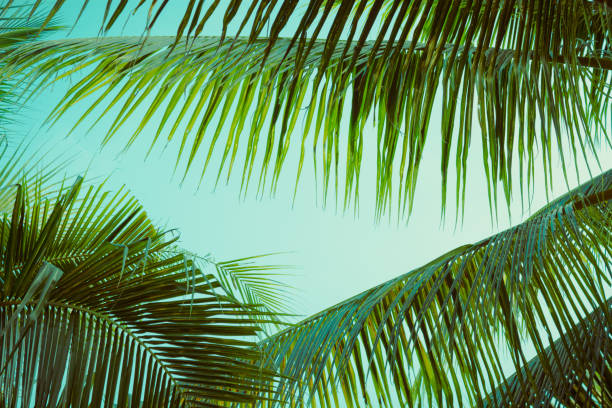 istock Coconut palm tree foliage under sky. Vintage background. Retro toned poster. 1141433625