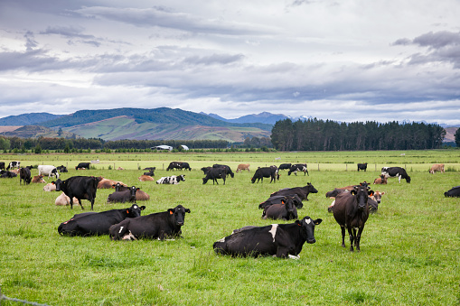 New Zealand rural landscape with free range cattle grazing in a pasture under gloomy sky