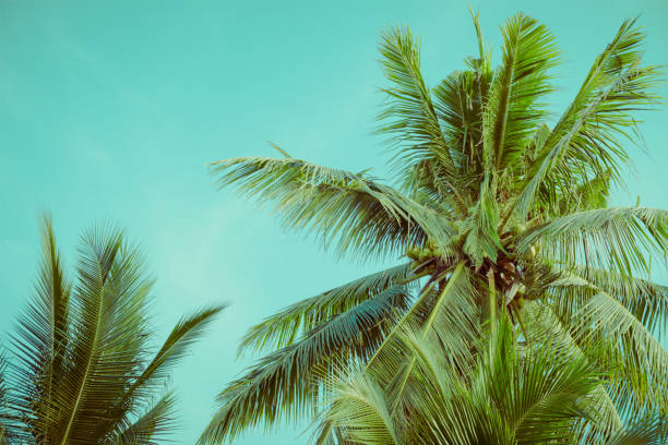 istock Coconut palm tree foliage under sky. Vintage background. Retro toned poster. 1141433869