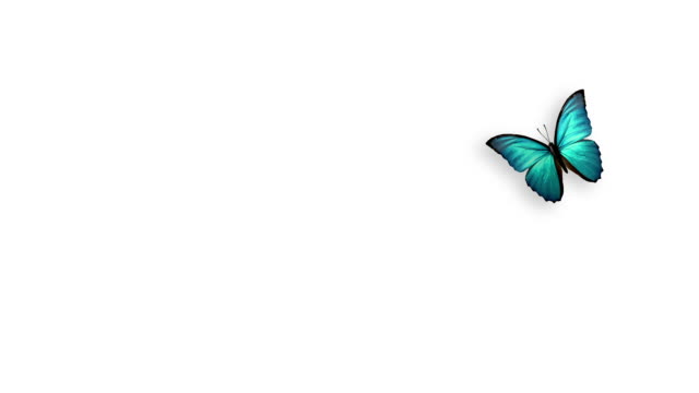 530+ White Background With A Butterflies Stock Videos and Royalty
