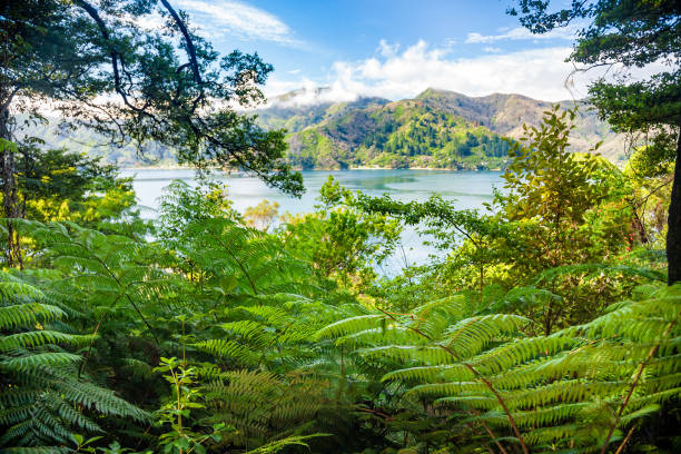 マールバラはクイーンシャーロットトラックサウスアイランドニュージーランドから見たように聞こえる - marlborough region zealand new landscape ストックフォトと画像