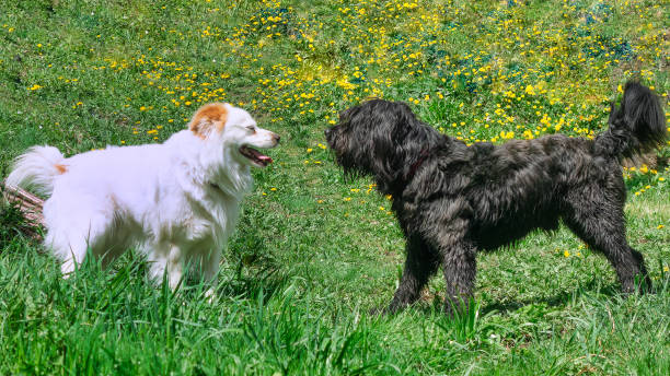 Two dogs. One white and one black play together