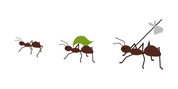 муравей, несущий ее багаж - close up touching animal antenna stock illustrations