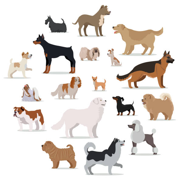 Dogs Breed Set in Cartoon Style Isolated on White. Dogs breed set isolated on white. Collection of big and small puppies. Different types of dogs. Exhibition of popular dog canine species. Pedigreed animals in cartoon style. Vector illustration pure bred dog stock illustrations