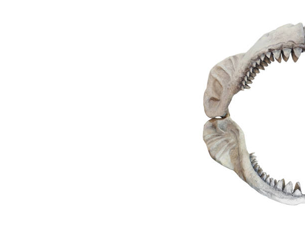 istock Real jaws of Carcharodon Megalodon 1141435486