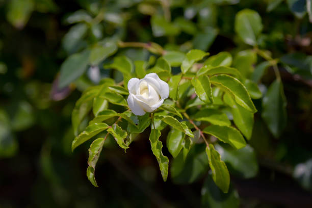 White rose bud in the garden. Floral background. Montenegro
