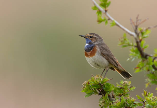 istock Male white spotted bluethroat 1141436662