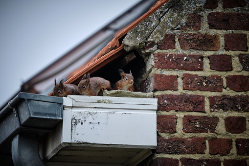 A family of curious squirrels made its nest in a high gutter, right in a gap underneath the tiles of the roof and next to the uppermost part of the brick wall. Every day at the same time, the mother leaves the nest, while the lovely babies wait for her.