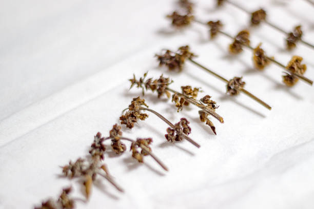istock Dry Basil leaves and stems 1141438393