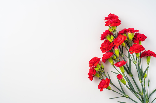 event design concept - top view of a bunch of red carnation isolated on white background for mothers day and valentines day, wedding event with copy space for mock up