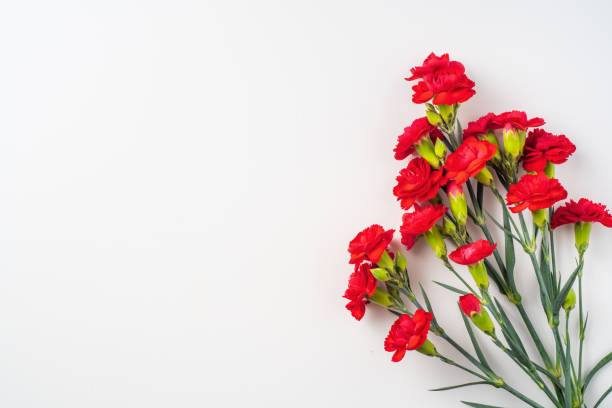 top view of carnation on white for mothers day event design concept - top view of a bunch of red carnation isolated on white background for mothers day and valentines day, wedding event with copy space for mock up carnation flower photos stock pictures, royalty-free photos & images