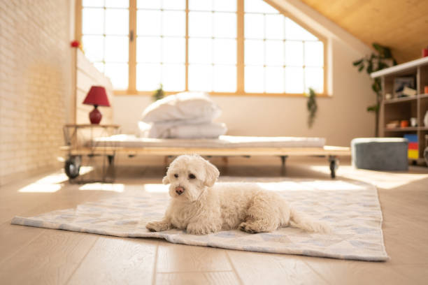 istock Cute Maltese dog lying on floor 1141439471