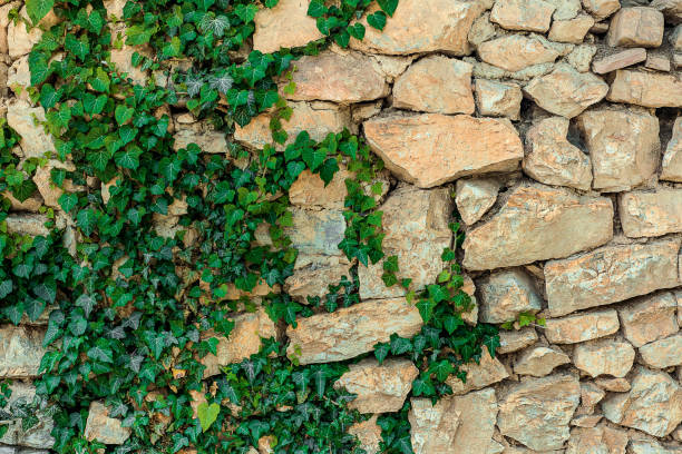 Texture of old stone wall with ivy. Surface from grey rocks, built witout cement Texture of old stone wall with ivy. Surface from grey rocks, built witout cement. witout stock pictures, royalty-free photos & images