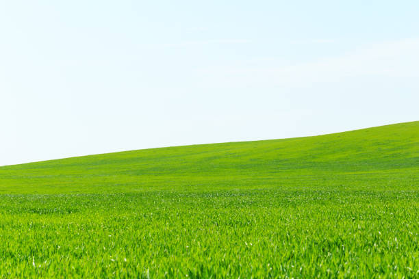 istock beautiful Green field 1141440116