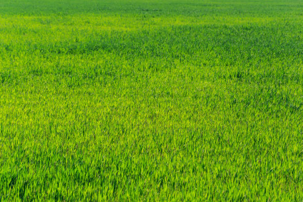 istock beautiful Green field 1141440134