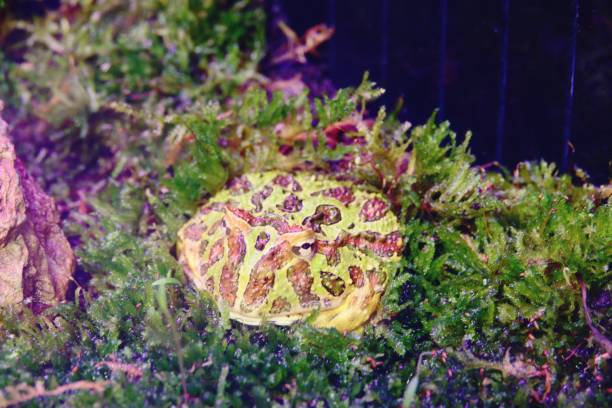 horned frog (ceratophrys ornata) in aquatic plant close up - argentine horned frog imagens e fotografias de stock