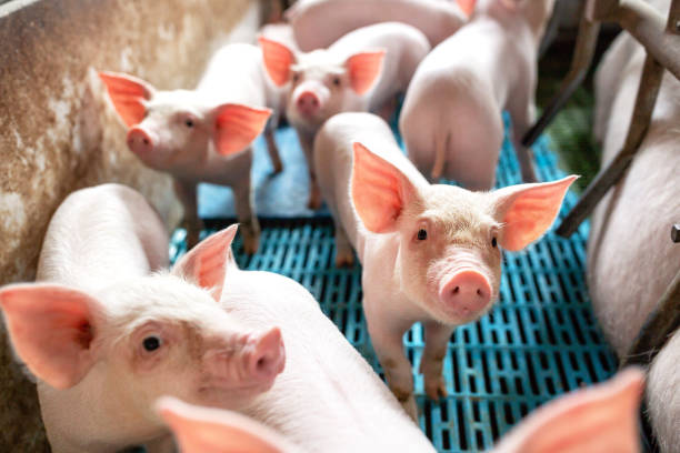 ecological pigs and piglets at the domestic farm - animal fat imagens e fotografias de stock