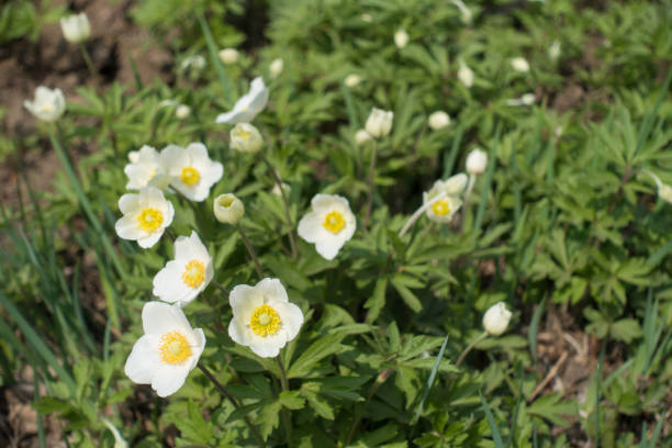 istock Simple white flowers of snowdrop anemone in spring 1141441804