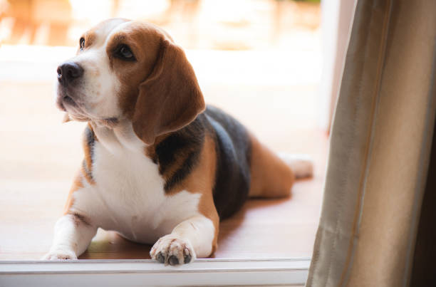 istock The beagle dog is looking through the door 1141441858