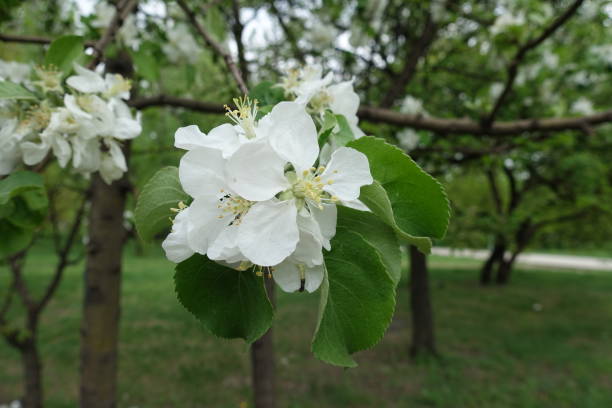 istock Fresh leaves and white flowers of apple tree in spring 1141441955