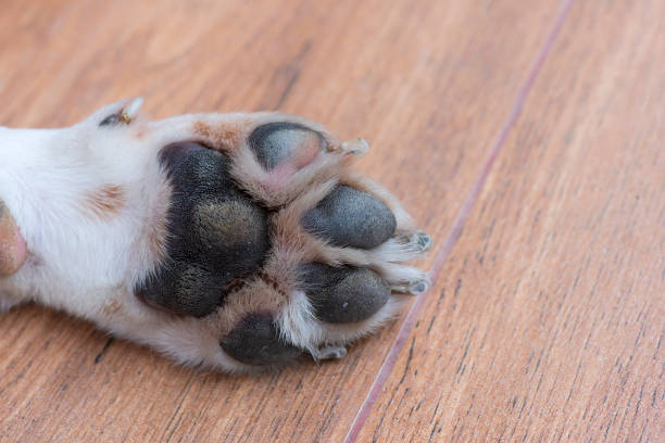 istock The dog's feet are not clean 1141442049