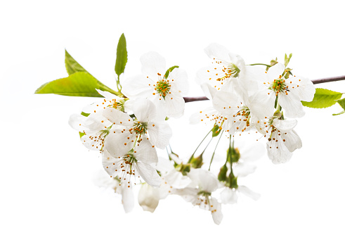 White spring flowers. Blooming cherry. Spring nature background