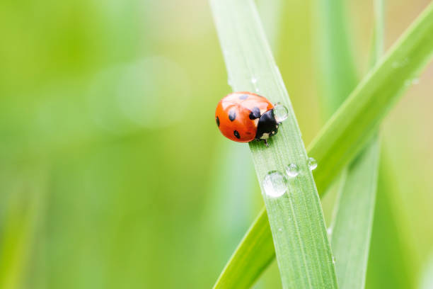 Ladybug on fresh grass stock photo