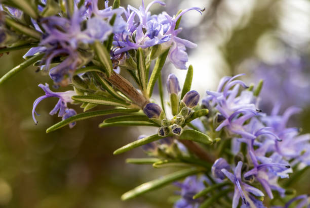 istock Flowering rosemary twig 1141444117