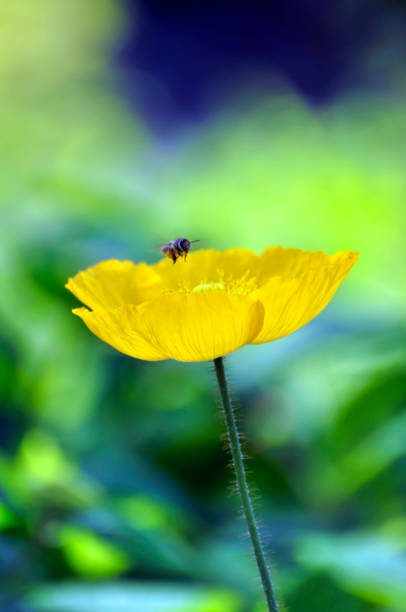 Blossom poppy flowers