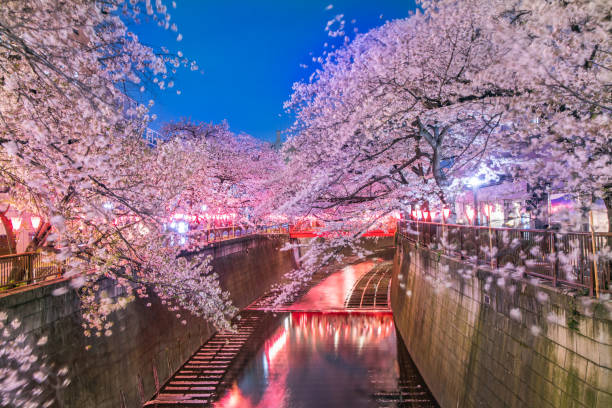 istock Night cherry blossoms of Meguro River 1141444578