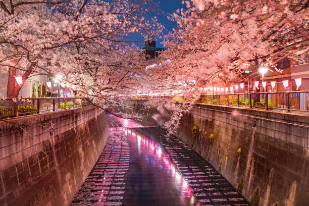 istock Night cherry blossoms of Meguro River 1141444616
