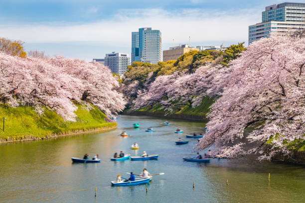 istock Cherry blossoms in full bloom blooming in the city (Chidorigafuchi) 1141445633