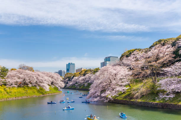istock Cherry blossoms in full bloom blooming in the city (Chidorigafuchi) 1141445670