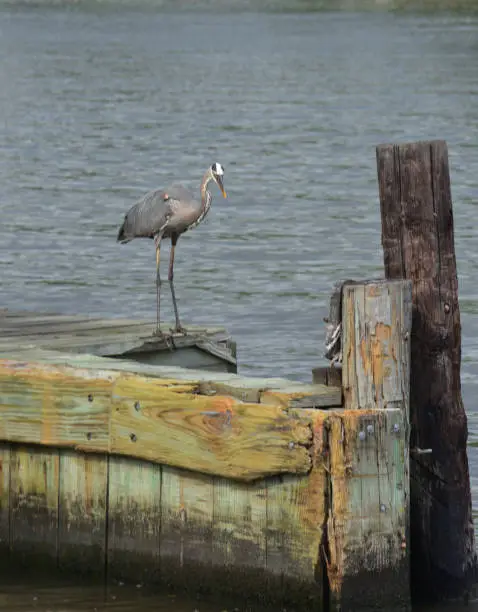 Great blue heron standing over the water on a wooden pier.