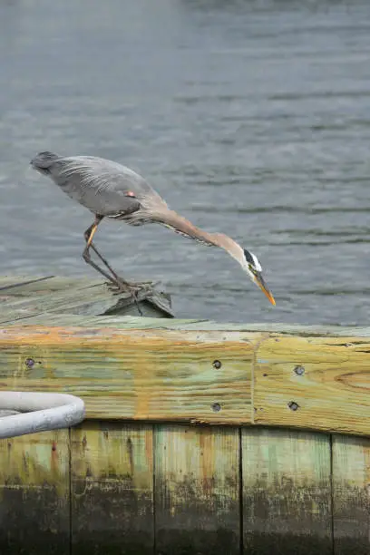 Great blue heron on a wood pier looking for fish.