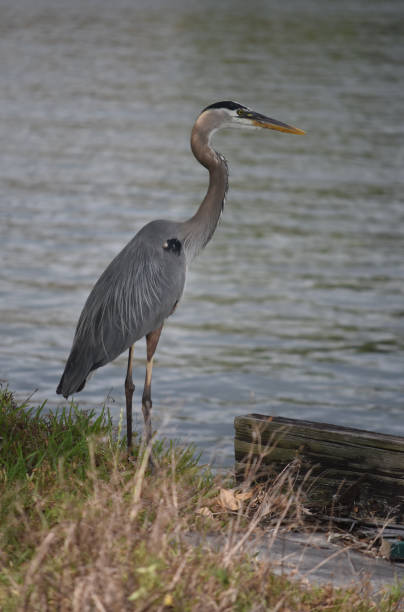 istock Great Blue Heron Standing on the River Banks 1141445878