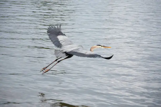 Flying great blue heron outstretched over the water's surface.