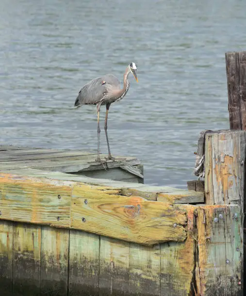 Great blue heron standing on a dilapidated wood pier.