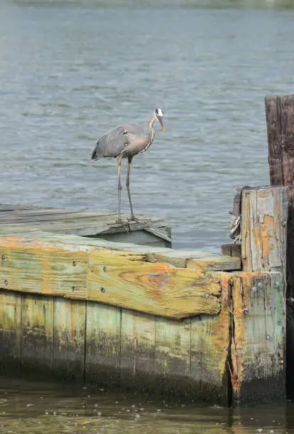 Beautiful great blue heron looking into the water for fish.