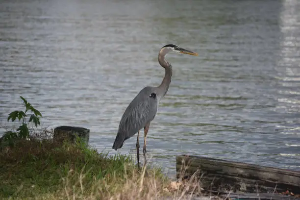 Beautiful great blue heron on the edge of the river bank.