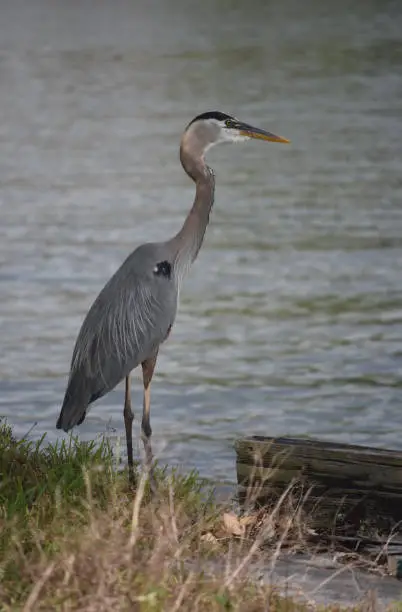 Single great blue heron standing in Louisiana on a river bank.