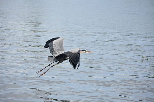 Great blue heron with his wings folded in flight.