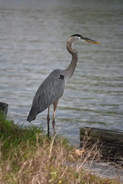 Beautiful great blue heron standing on the grassy banks of Louisiana.