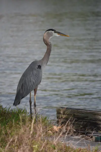 Up close look at a great blue heron in Louisiana.