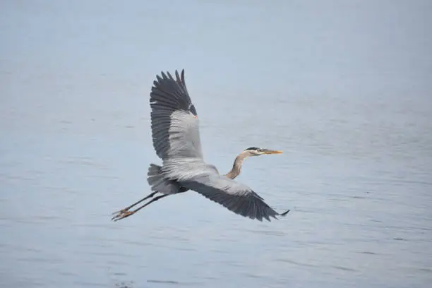 Beautiful great blue heron flying over the swamp in Louisiana.