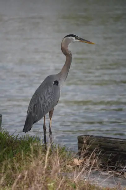 Standing great blue heron by the edge of the water.